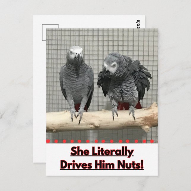 Afrikanischer Graupapagei, Postkreuz Postkarte (Vorne/Hinten)