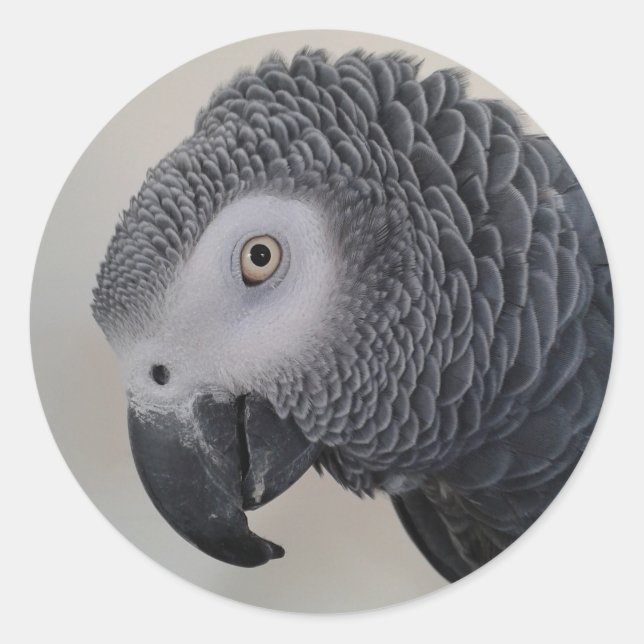 afrikanischer Gray Parrot Kopfkleber Runder Aufkleber (Vorderseite)