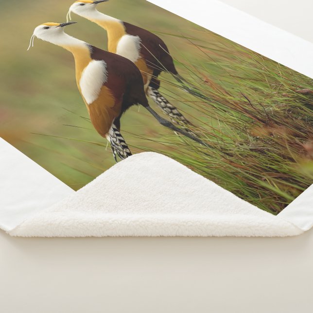 Afrikanischer Jacana-Vogel-Decke Sherpadecke (3/4)