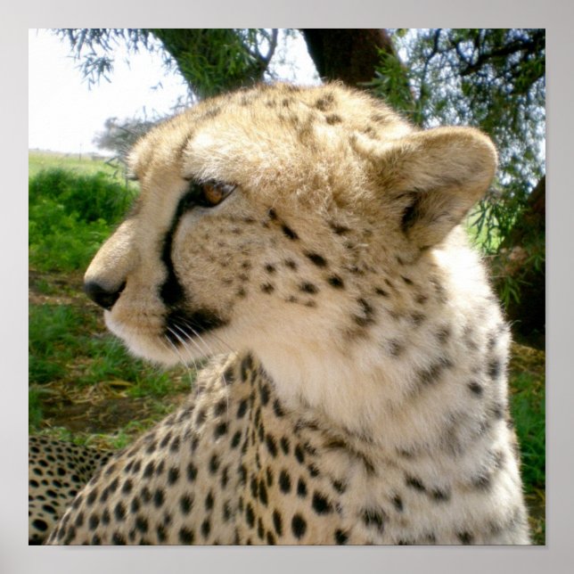 Afrikanischer Jungle Safari Wilde Katzen Cheetahs Poster (Vorne)