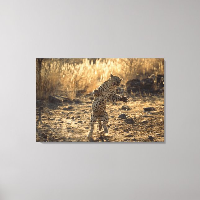 Afrikanischer Leopard auf Hinterbeinen, Namibia, A Leinwanddruck (Vorderseite)