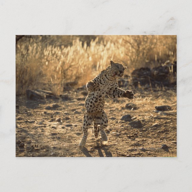 Afrikanischer Leopard auf Hinterbeinen, Namibia, Postkarte (Vorderseite)