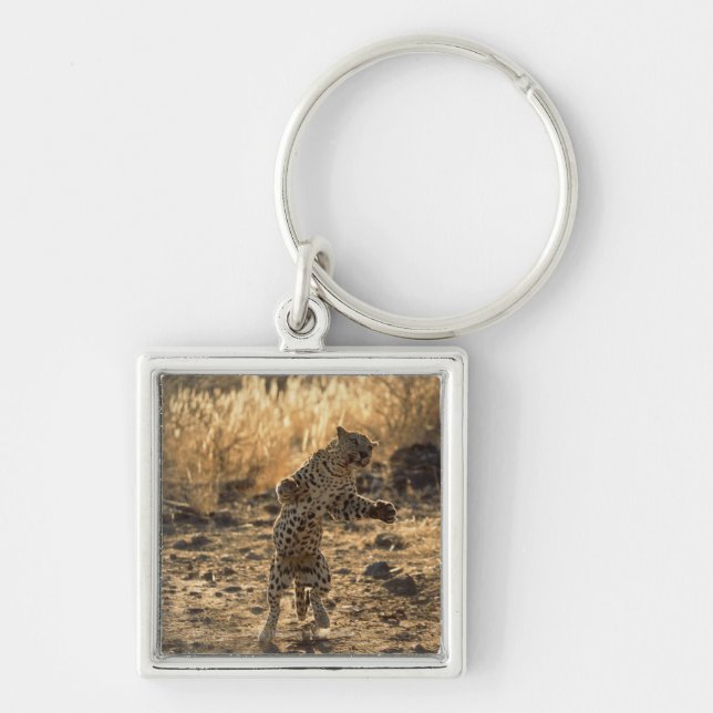 Afrikanischer Leopard auf Hinterbeinen, Namibia, Schlüsselanhänger (Vorne)