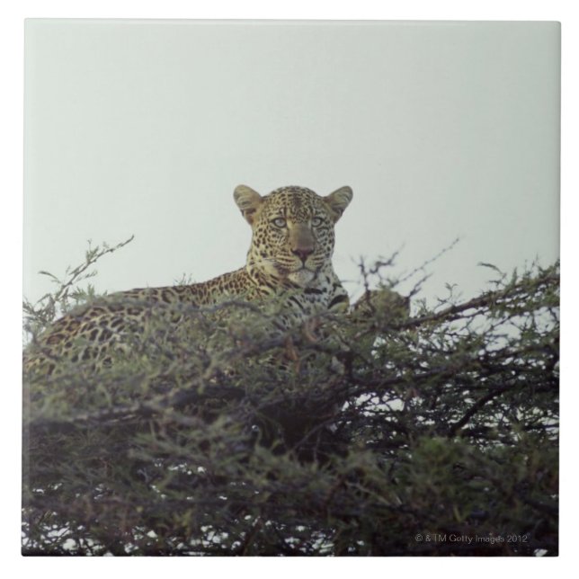 Afrikanischer Leopard Fliese (Vorderseite)