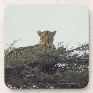 Afrikanischer Leopard Getränkeuntersetzer