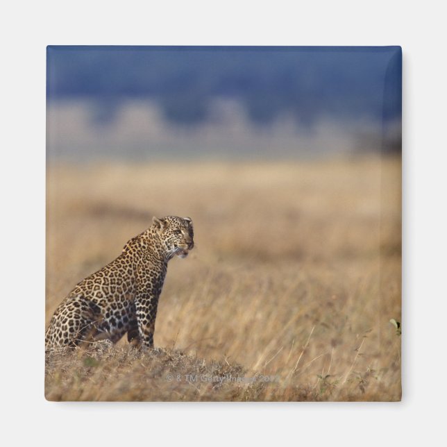 Afrikanischer Leopard im Grasland, Kenia, Afrika Magnet (Vorne)