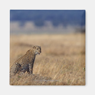 Afrikanischer Leopard in den Wiesen, Kenia, Afrika Magnet