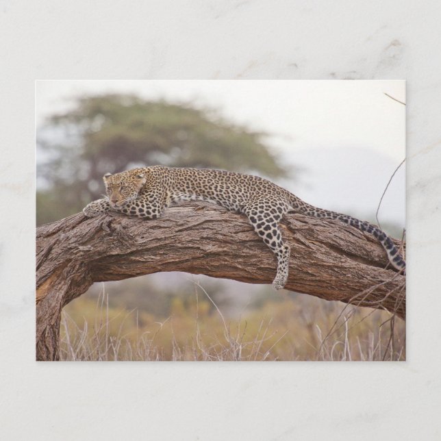 Afrikanischer Leopard liegt auf einer Baumzweigung Postkarte (Vorderseite)