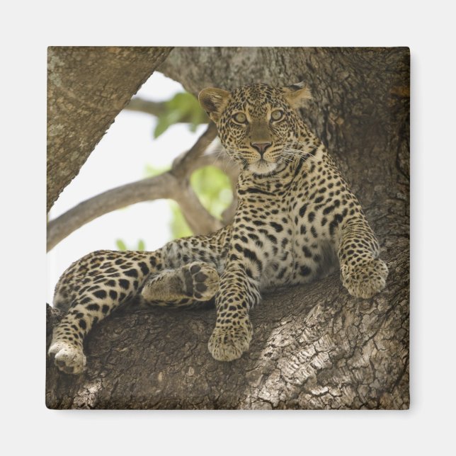 Afrikanischer Leopard, Panthera pardus Magnet (Vorne)