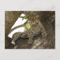 Afrikanischer Leopard, Panthera pardus