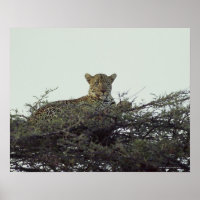 afrikanischer Leopard