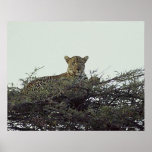 afrikanischer Leopard Poster