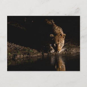 Afrikanischer Leopard Postkarte