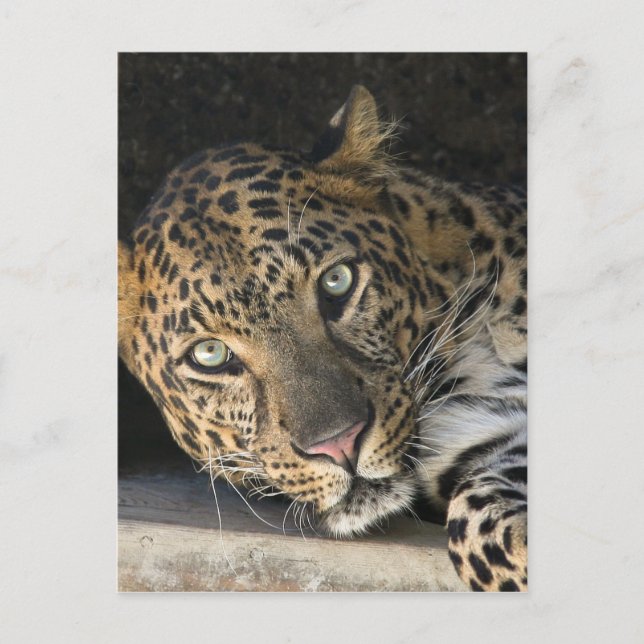 Afrikanischer Leopard Postkarte (Vorderseite)