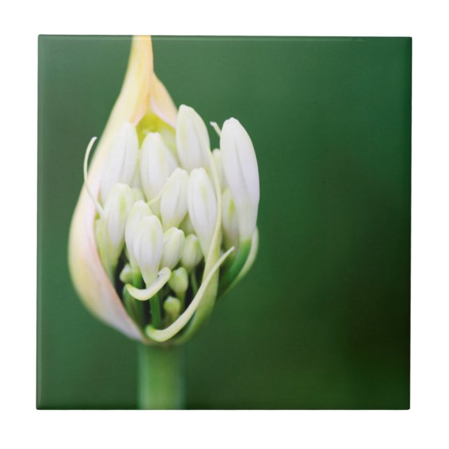 Afrikanischer Lilie, Agapanthus Praecox, Kapstadt Fliese (Vorderseite)