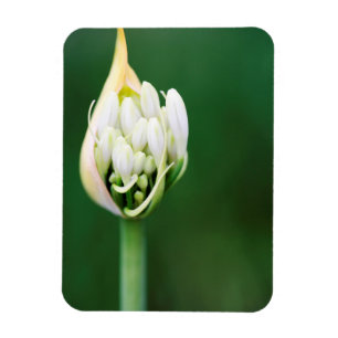 Afrikanischer Lilie, Agapanthus Praecox, Kapstadt Magnet