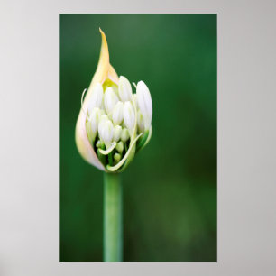 Afrikanischer Lilie, Agapanthus Praecox, Kapstadt Poster