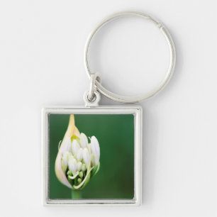 Afrikanischer Lilie, Agapanthus Praecox, Kapstadt Schlüsselanhänger