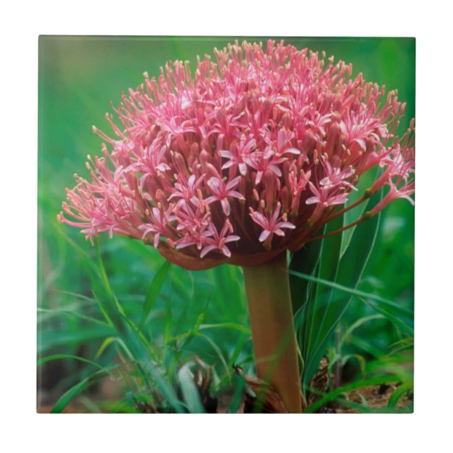 Afrikanischer Lilie (Agapanthus Praecox), Mala Mal Fliese (Vorderseite)