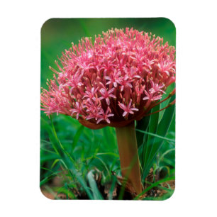 Afrikanischer Lilie (Agapanthus Praecox), Mala Mal Magnet