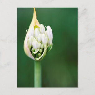 Afrikanischer Lily, Agapanthus Praecox, Kapstadt Postkarte