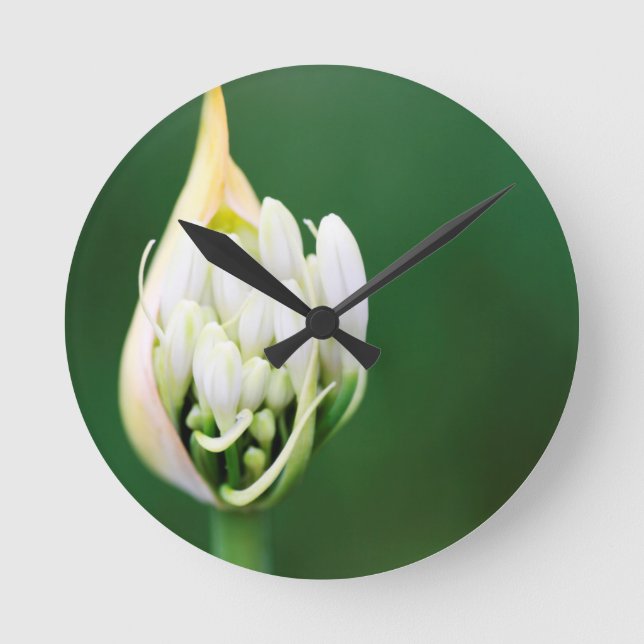 Afrikanischer Lily, Agapanthus Praecox, Kapstadt Runde Wanduhr (Vorderseite)