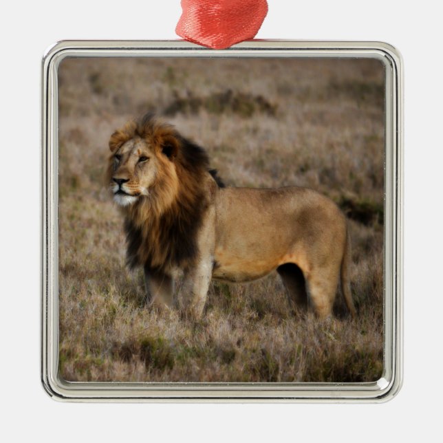 Afrikanischer Löwe im Gras Ornament Aus Metall (Vorne)