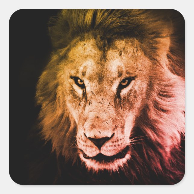 Afrikanischer Löwe im Schatten. Starkes Wildtier Quadratischer Aufkleber (Vorderseite)