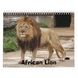 Afrikanischer Löwe-Kalender, afrikanischer Löwe Kalender
