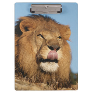 Afrikanischer Löwe (Panthera Leo), Afrikanische Sa Klemmbrett