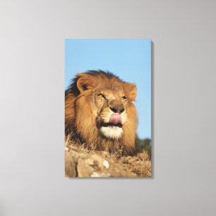 Afrikanischer Löwe (Panthera Leo), Afrikanische Sa Leinwanddruck