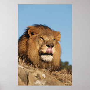 Afrikanischer Löwe (Panthera Leo), Afrikanische Sa Poster