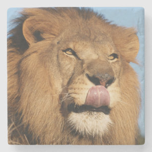 Afrikanischer Löwe (Panthera Leo), Afrikanische Sa Steinuntersetzer