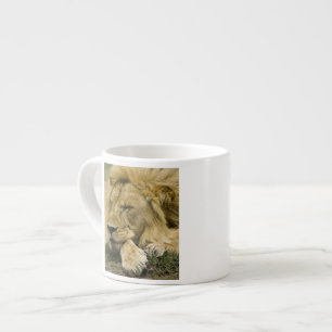 Afrikanischer Löwe, Panthera leo, liegend im Schla Espressotasse