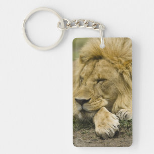 Afrikanischer Löwe, Panthera leo, liegend im Schla Schlüsselanhänger