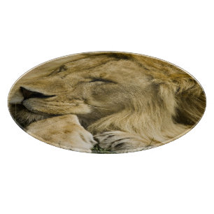 Afrikanischer Löwe, Panthera leo, liegend im Schla Schneidebrett