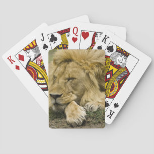 Afrikanischer Löwe, Panthera leo, liegend im Schla Spielkarten
