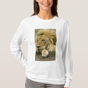 Afrikanischer Löwe, Panthera leo, liegend im Schla T-Shirt