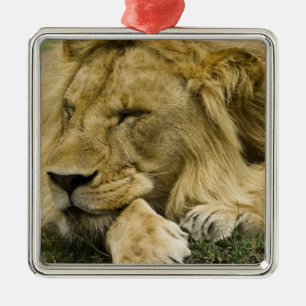 Afrikanischer Löwe, Panthera leo, liegend schlafen Silbernes Ornament