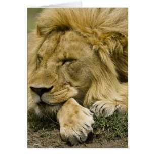 Afrikanischer Löwe, Panthera leo, liegend und schl