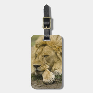 Afrikanischer Löwe, Panthera leo, liegend und schl Gepäckanhänger