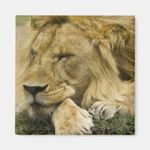 Afrikanischer Löwe, Panthera leo, liegend und schl Magnet
