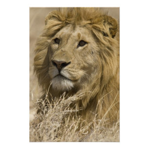 Afrikanischer Löwe, Panthera leo, Porträt eines Fotodruck