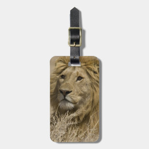 Afrikanischer Löwe, Panthera leo, Porträt eines Gepäckanhänger