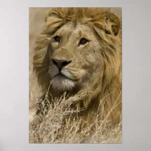 Afrikanischer Löwe, Panthera leo, Porträt eines Poster