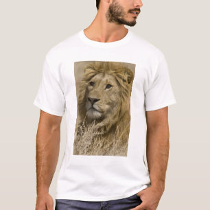 Afrikanischer Löwe, Panthera leo, Porträt eines T-Shirt