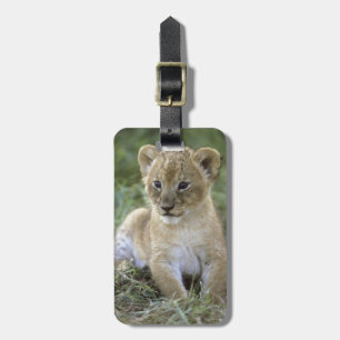 Afrikanischer Löwe, Panthera leo), Tansania, Gepäckanhänger