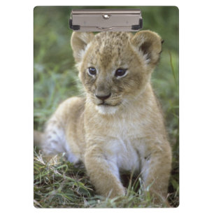 Afrikanischer Löwe, Panthera leo), Tansania, Klemmbrett
