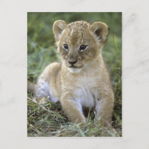 Afrikanischer Löwe, Panthera leo), Tansania, Postkarte