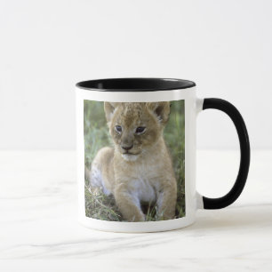 Afrikanischer Löwe, Panthera leo), Tansania, Tasse
